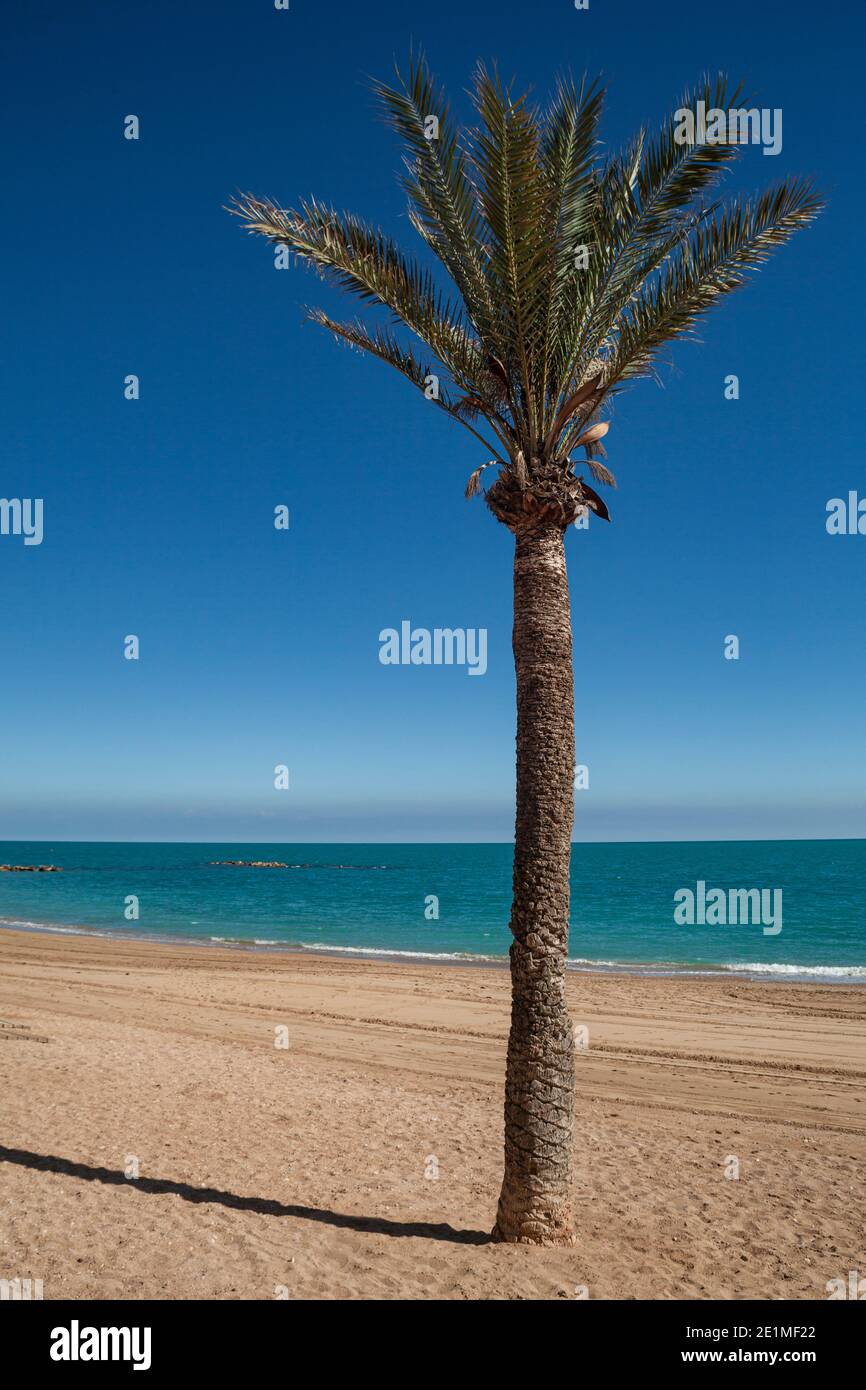 Eine vertikale Aufnahme einer isolierten Palme bei einem Strand tagsüber Stockfoto