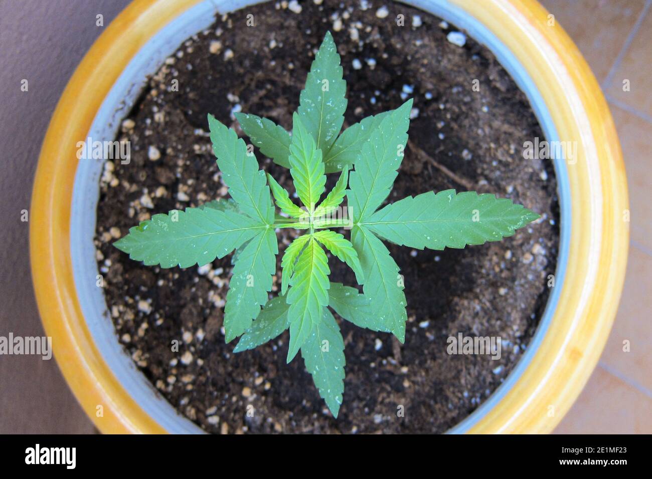 Ein Blick von oben auf eine Marihuana kleine wachsende Pflanze in Eine Blumenkachtel Stockfoto