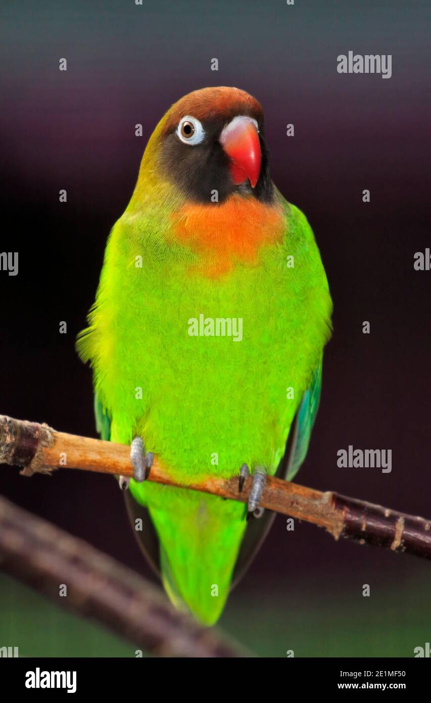 Schwarzen Wangen Lovebird (Agapornis Nigrigenis) Stockfoto