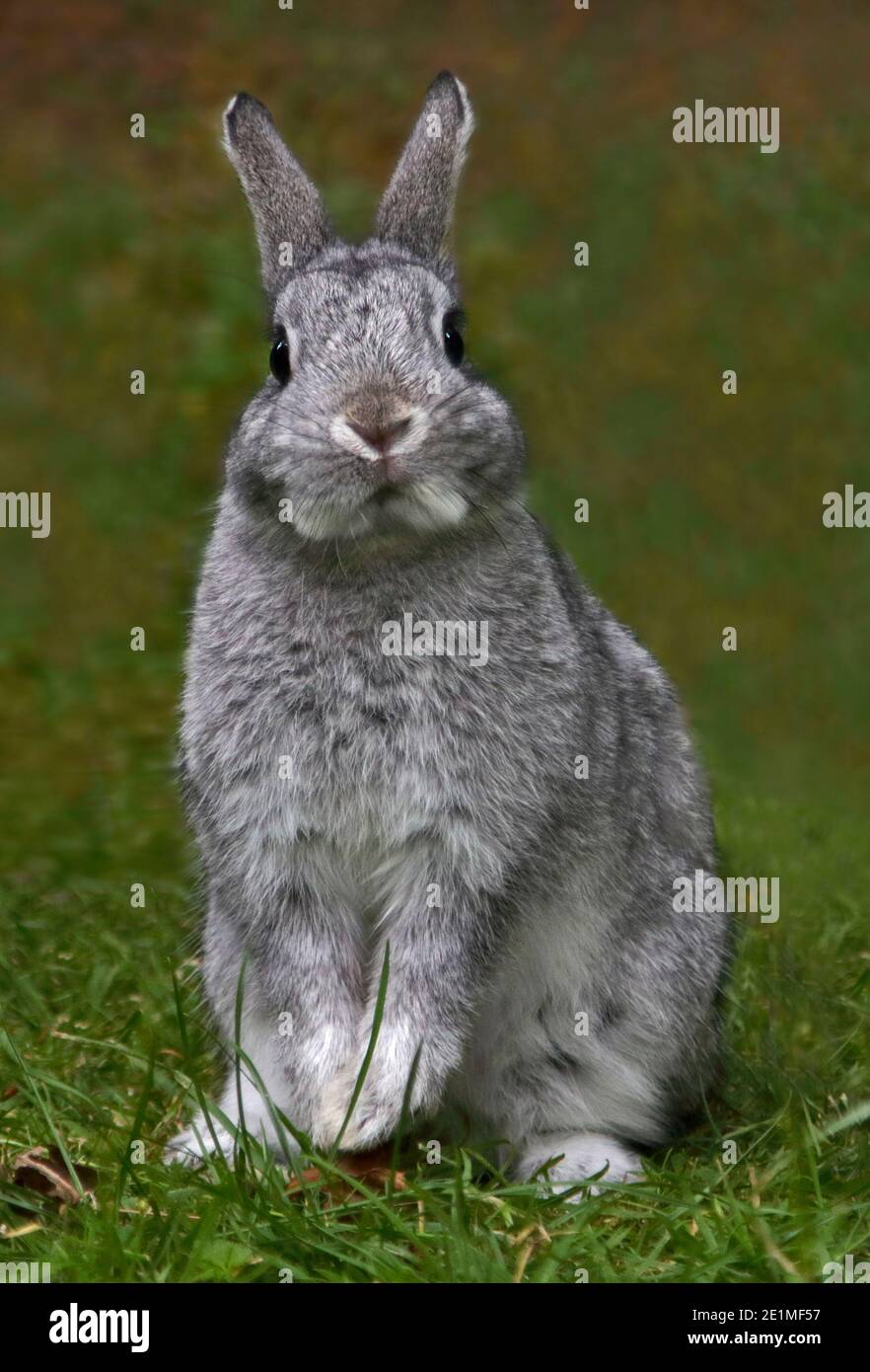 Netherland Dwarf Rabbit Doe Kit Chinchilla Farbe - 13 Wochen Stockfoto