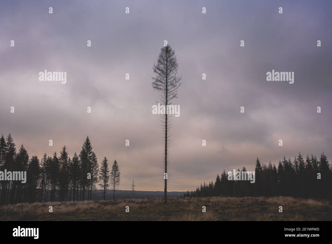 Einsamer Baum Stockfoto