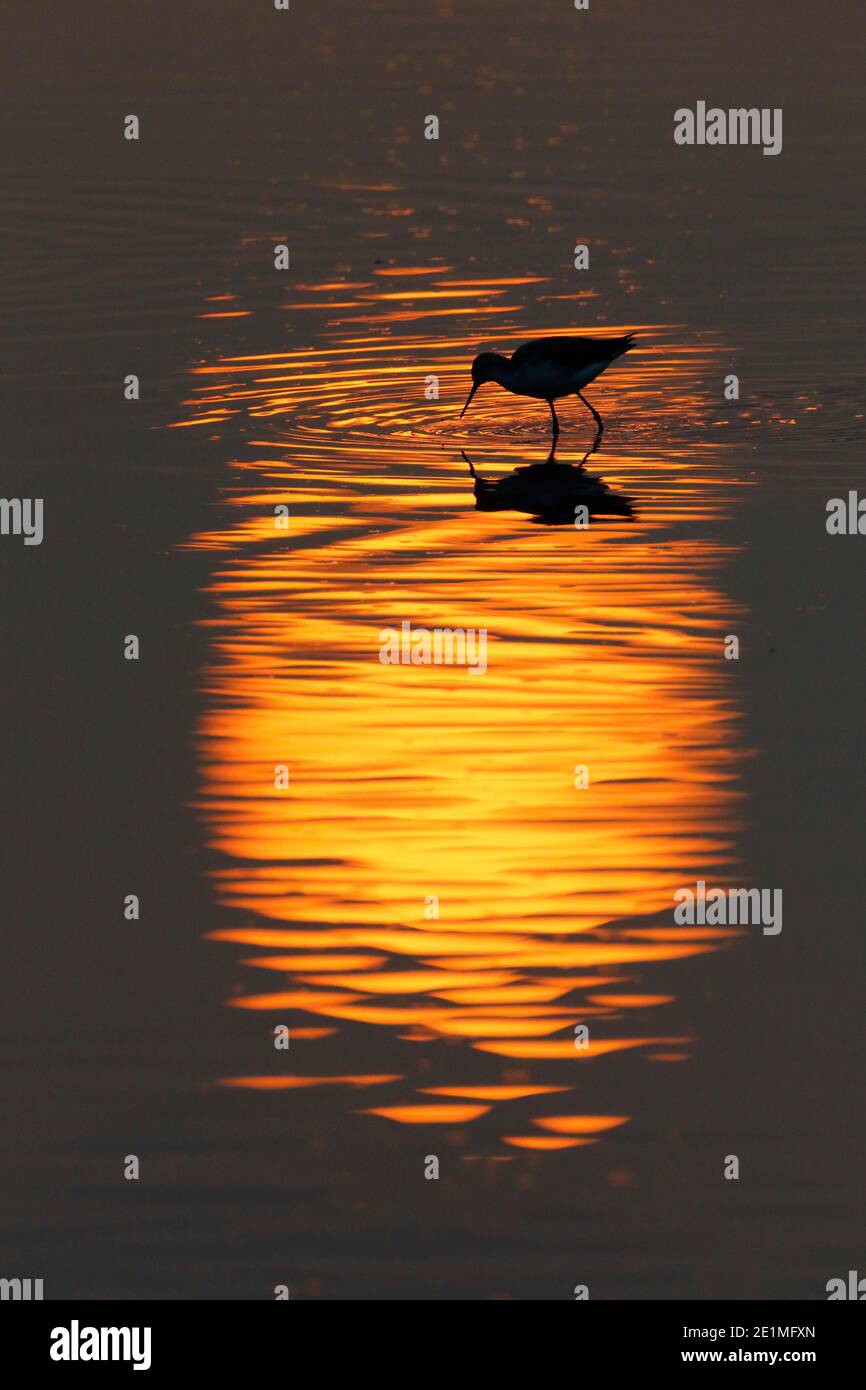 Vertikale Ansicht der Sonnenreflexion mit wader (Common Redshank) Silhouette, Sonnenaufgang im Mai Po Nature Reserve, Hong Kong 8. Oct 2015 Stockfoto