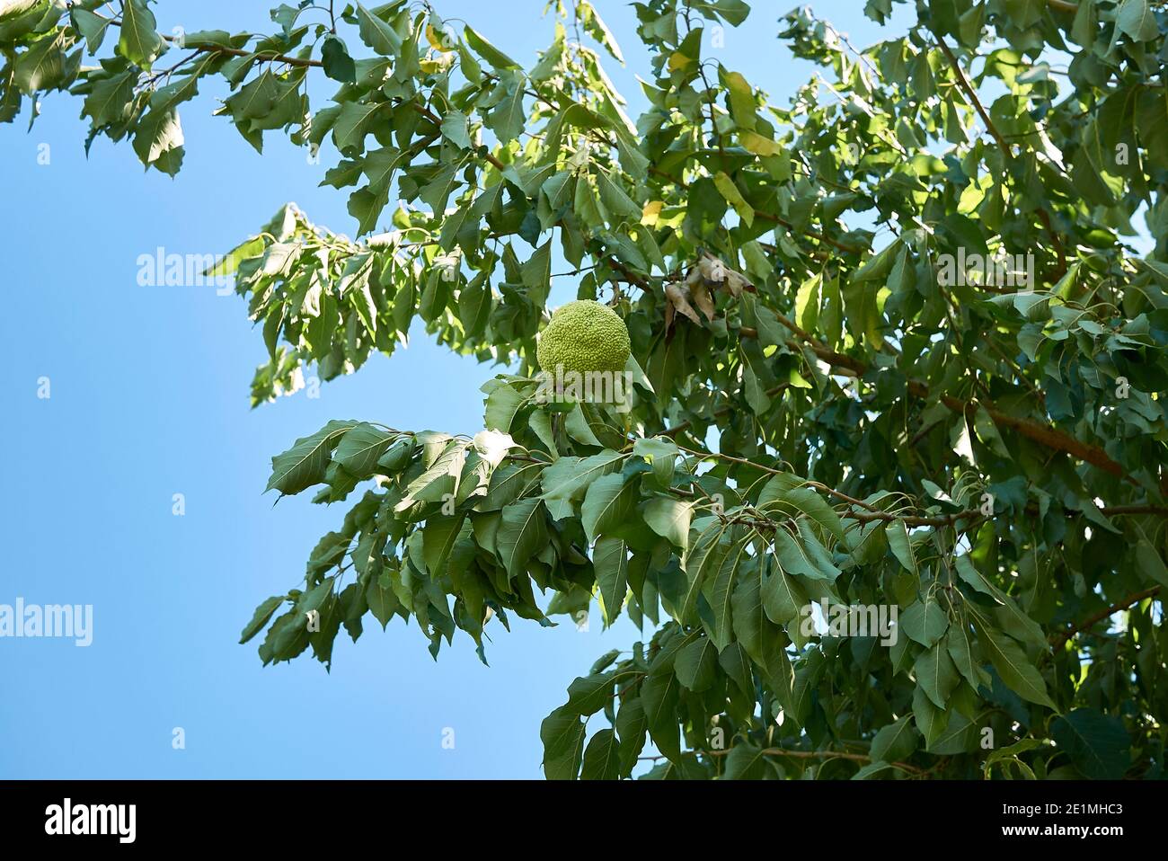 Maclura pomifera Zweig mit mehreren Früchten Stockfoto