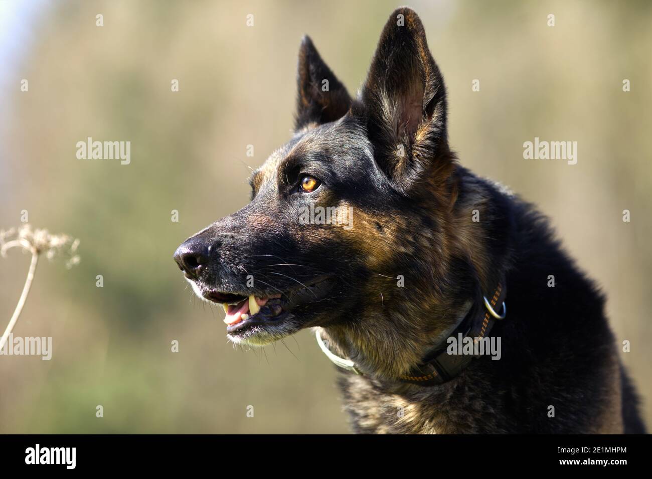 Deutscher Schäferhund im Wiesenportrait Stockfoto