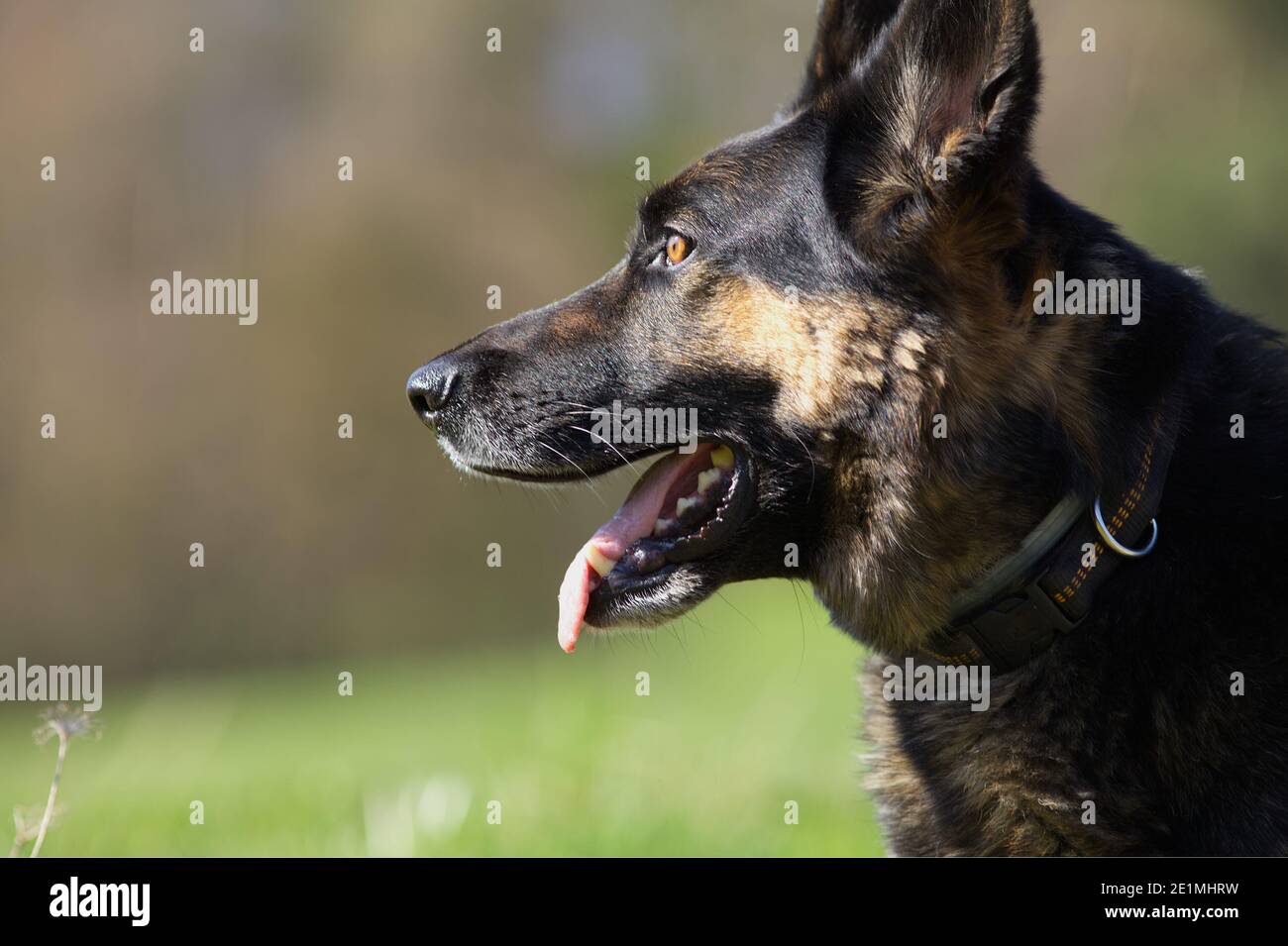 Deutscher Schäferhund im Wiesenportrait Stockfoto