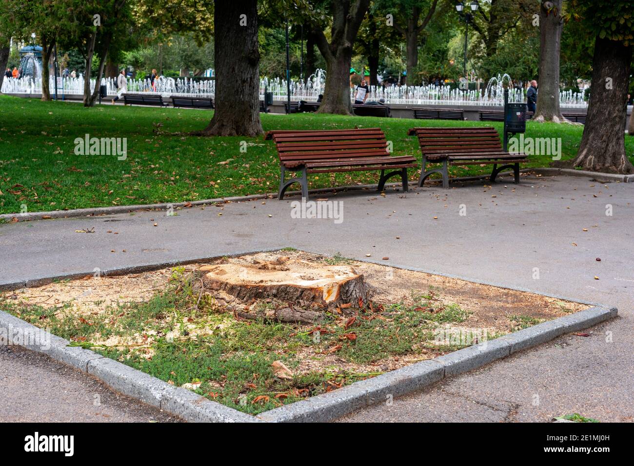 Großer alter Baumstumpf im Stadtpark abgeschlagen Gebiet in Zentral-Sofia Bulgarien Osteuropa EU Stockfoto