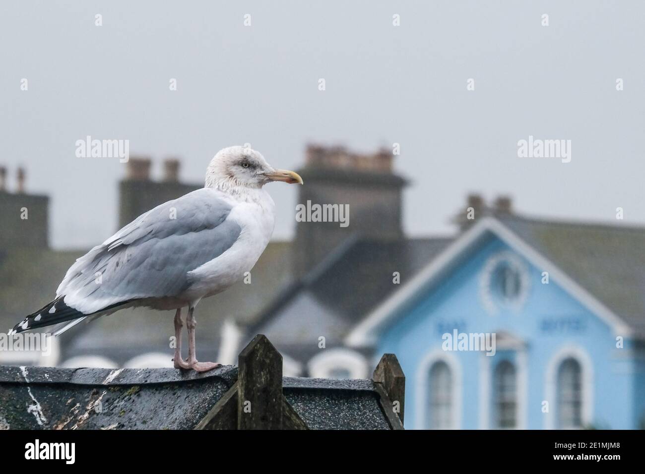 Heringmöwe (Möwe) saß unter den Dächern in einer Küstenstadt an einem kalten Winter grauen Morgen in Devon. Teignmouth, England Stockfoto