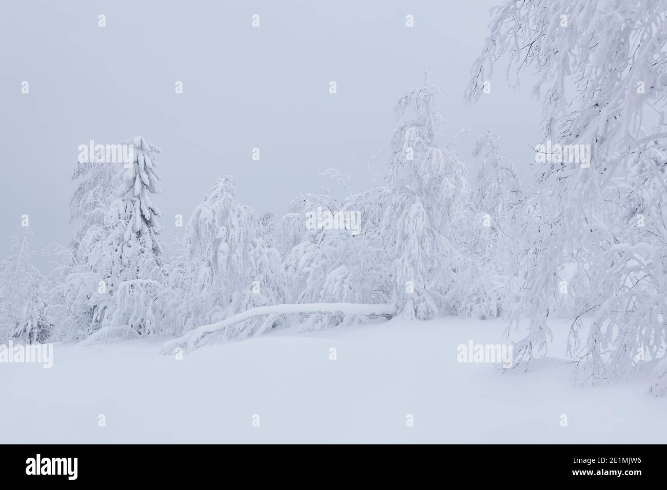 Winter Naturlandschaft - gefrorene Bäume um eine verschneite Lichtung Stockfoto