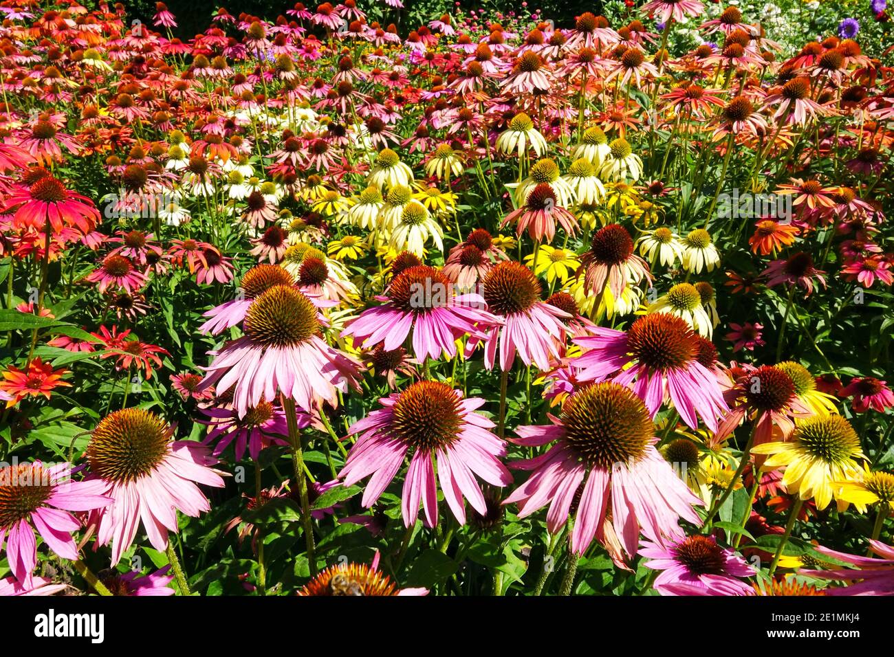 Mehrfarbige Kegelblumen bilden krautige Grenze im Sommergarten Echinaceas Stockfoto