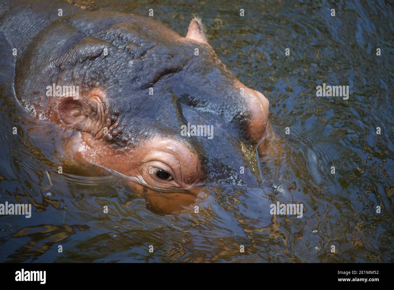 Kopf eines Nilpferdes, der im Wasser schwimmend ist Stockfoto