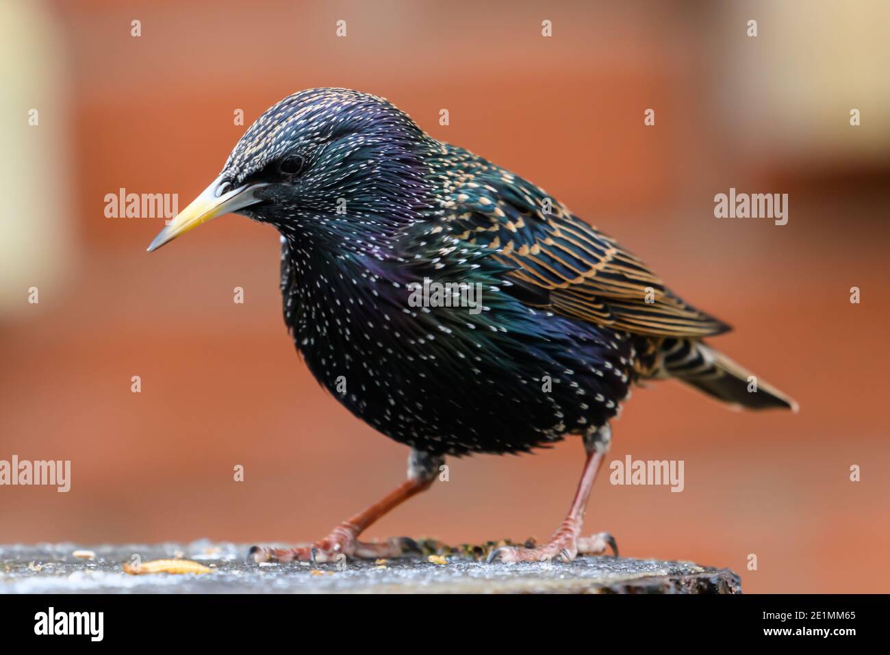 Starling Bird auf einem Holzfeeder Stockfoto