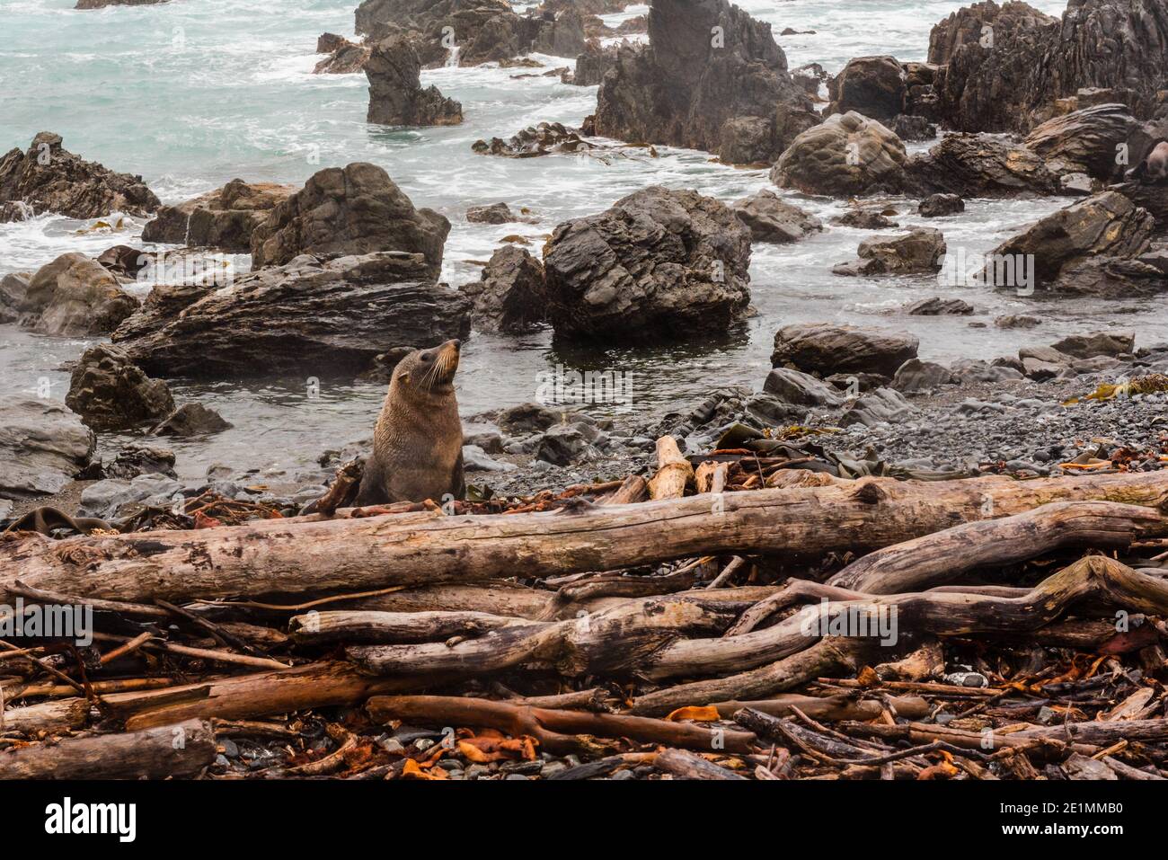 Ein Bullenrobbe steckt seinen Kopf von hinten an einem felsigen Strand in Neuseeland hoch. Stockfoto