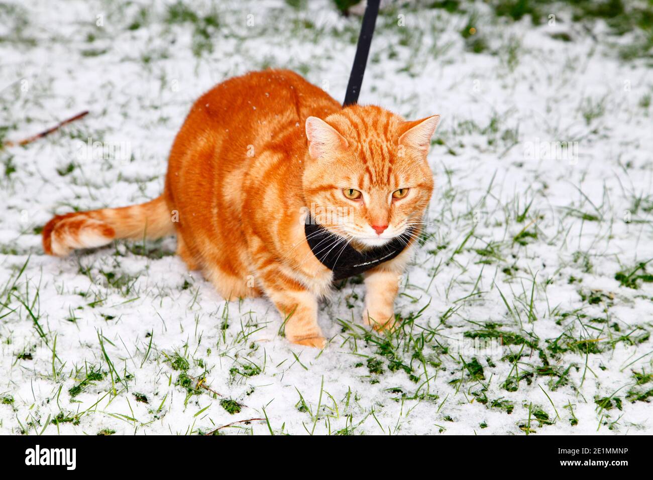 Leeds West Yorkshire 8. Januar 2021 Cooper die Indoor-Katze bei einem Spaziergang im Garten seines Leeds-Hauses. Eine der vielen Eigenschaften von Coopers ist, wenn sich die Gefriertür öffnet, rollt er gerne über und sonnt sich in der eisigen Explosion, so dass das heutige Wetter ein willkommener Genuss für ihn ist. Die Wettervorhersage für heute prognostiziert starken Schneefall für die Region Yorkshire. Kredit: Drew Gardner/Alamy Live Nachrichten Stockfoto