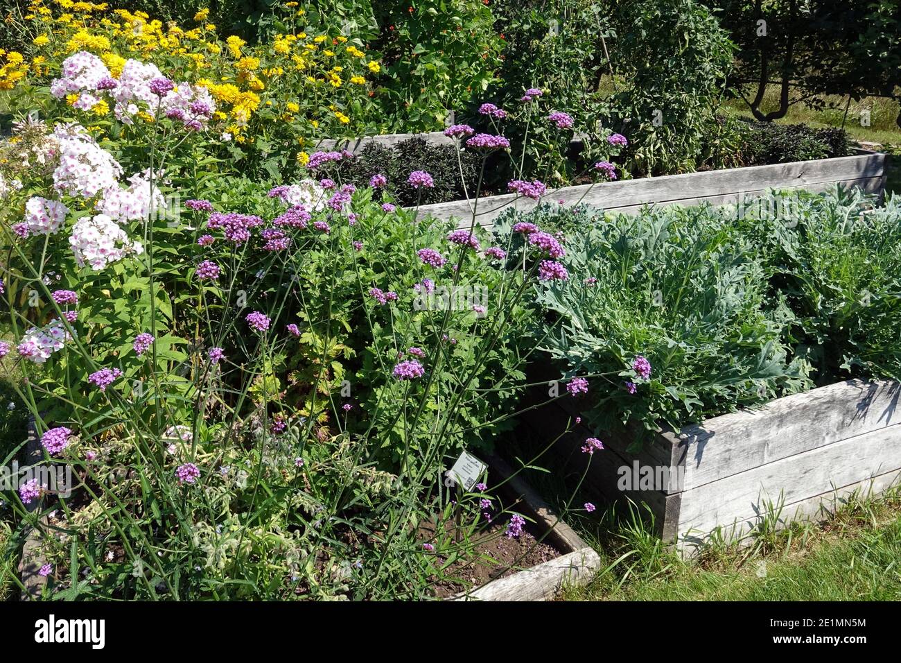 Hochbett in einem kleinen Gemüsegarten eine Kombination von Pflanzen, Kräutern und Blumen Stockfoto