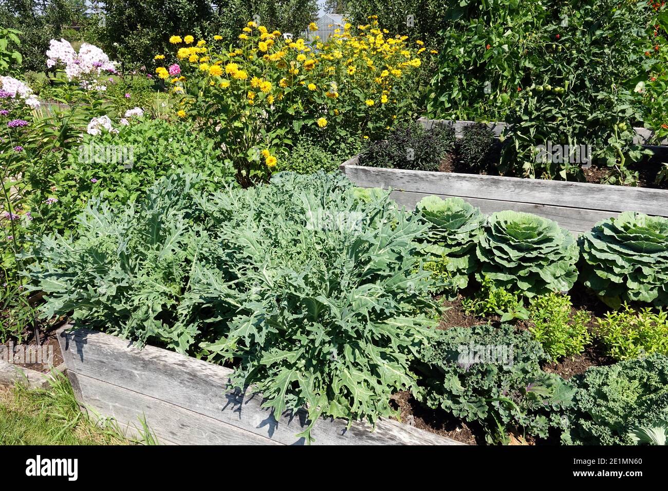 Hochbett in einem kleinen Gemüsegarten kleinen Gemüsegarten und Blumen, wachsenden Grünkohl Stockfoto