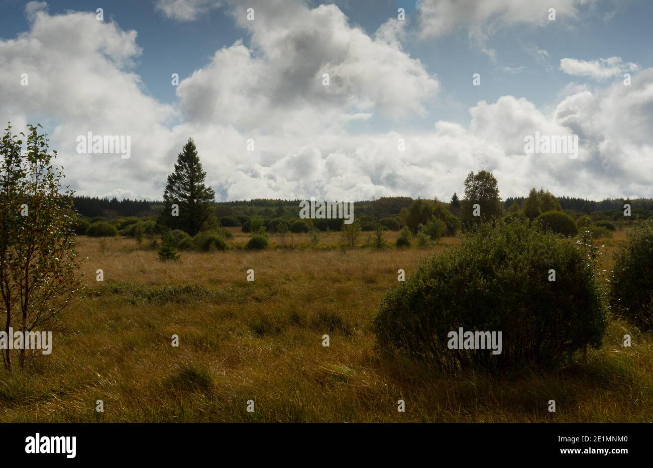 Sumpf in Beglium genannt Hautes Fagnes Stockfoto