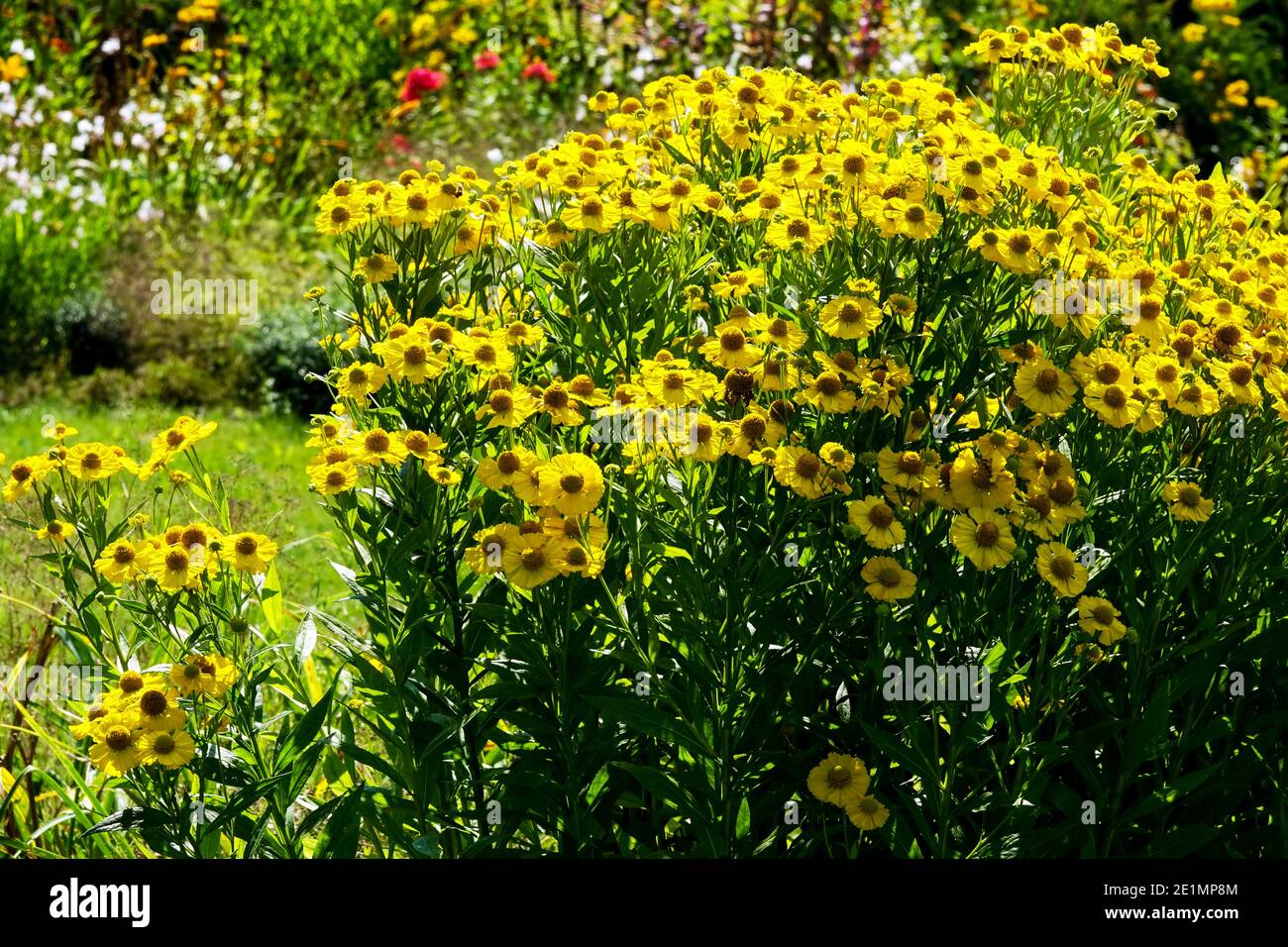 Gelbes Helen im krautigen Garten Grenze mehrjährige Sommerpflanze mehrjährige Grenze Sommer Stockfoto