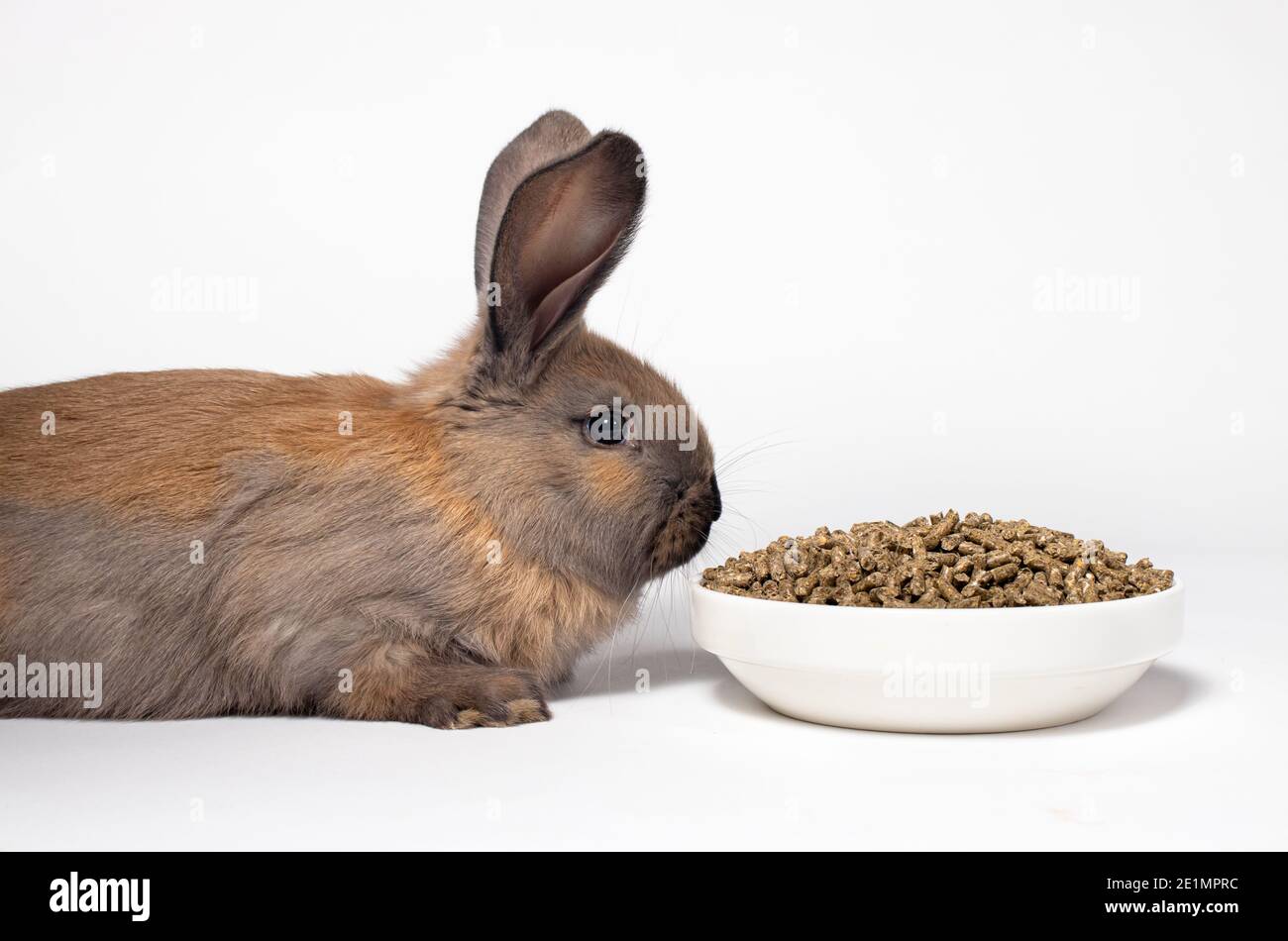 Ein braunes Kaninchen sitzt in der Nähe einer Platte mit Mischfutter. Eine ausgewogene Ernährung für das Kaninchen. Auf weißem Hintergrund mit Platz für Textkopien Stockfoto