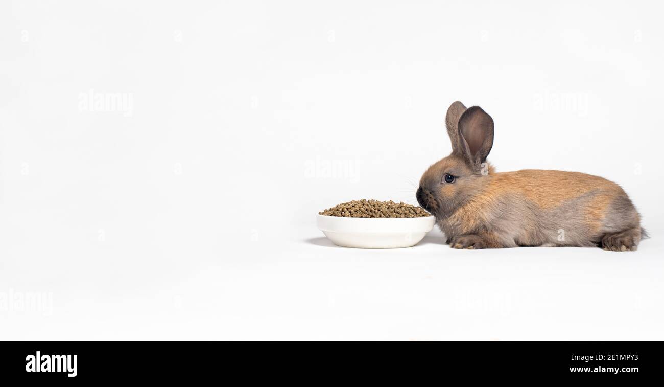 Ein braunes Kaninchen sitzt in der Nähe einer Platte mit Mischfutter. Eine ausgewogene Ernährung für das Kaninchen. Auf weißem Hintergrund mit Platz für Textkopien Stockfoto