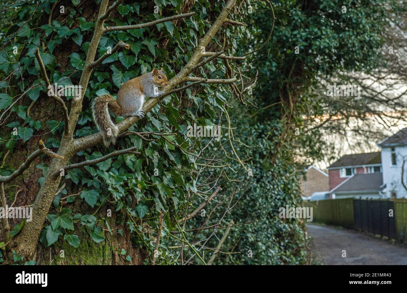 Ein urbanisiertes graues Eichhörnchen oben einen Baum nahe an einem Dorf Wohnsiedlung in der Nähe von Cardiff Stockfoto