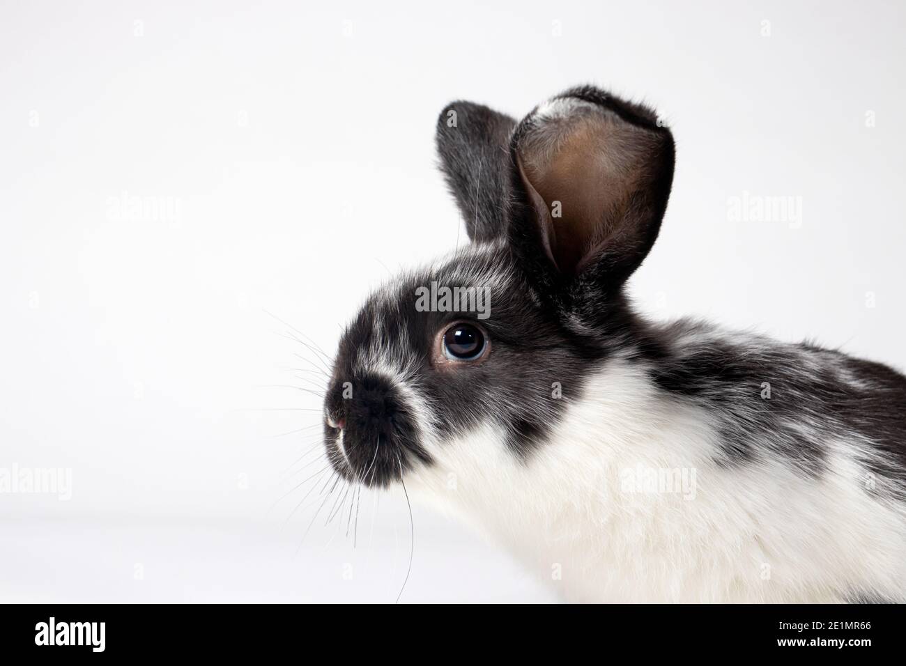 Makrofoto des Kaninchenkopfes. Kaninchenerkrankungen, Kokzidiose oder Flechten. Tiermedizin für eine Kaninchenfarm. Stockfoto