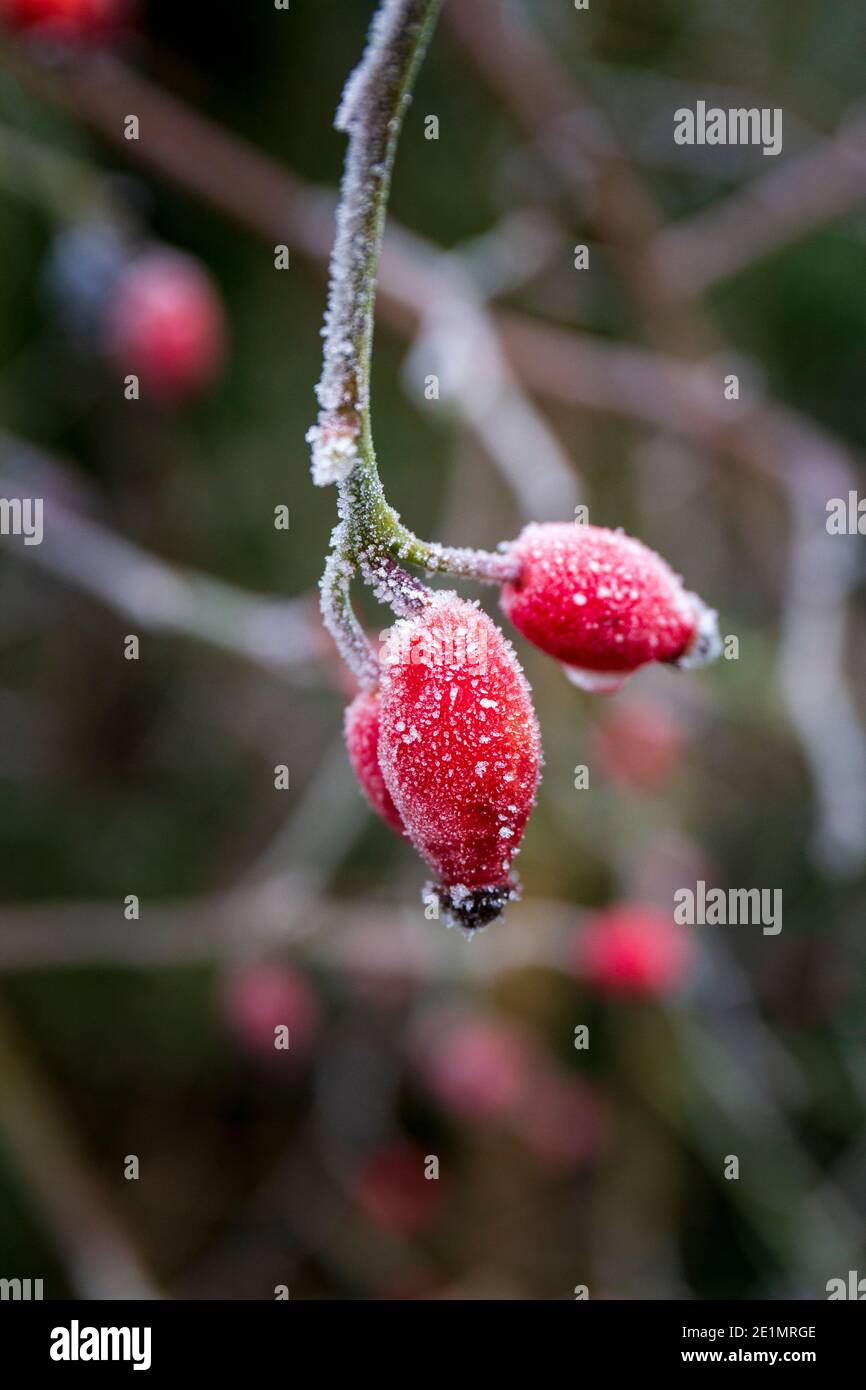 Der Frost bedeckte rote Hagebutten der Hunderose (Rose Canina), England Stockfoto