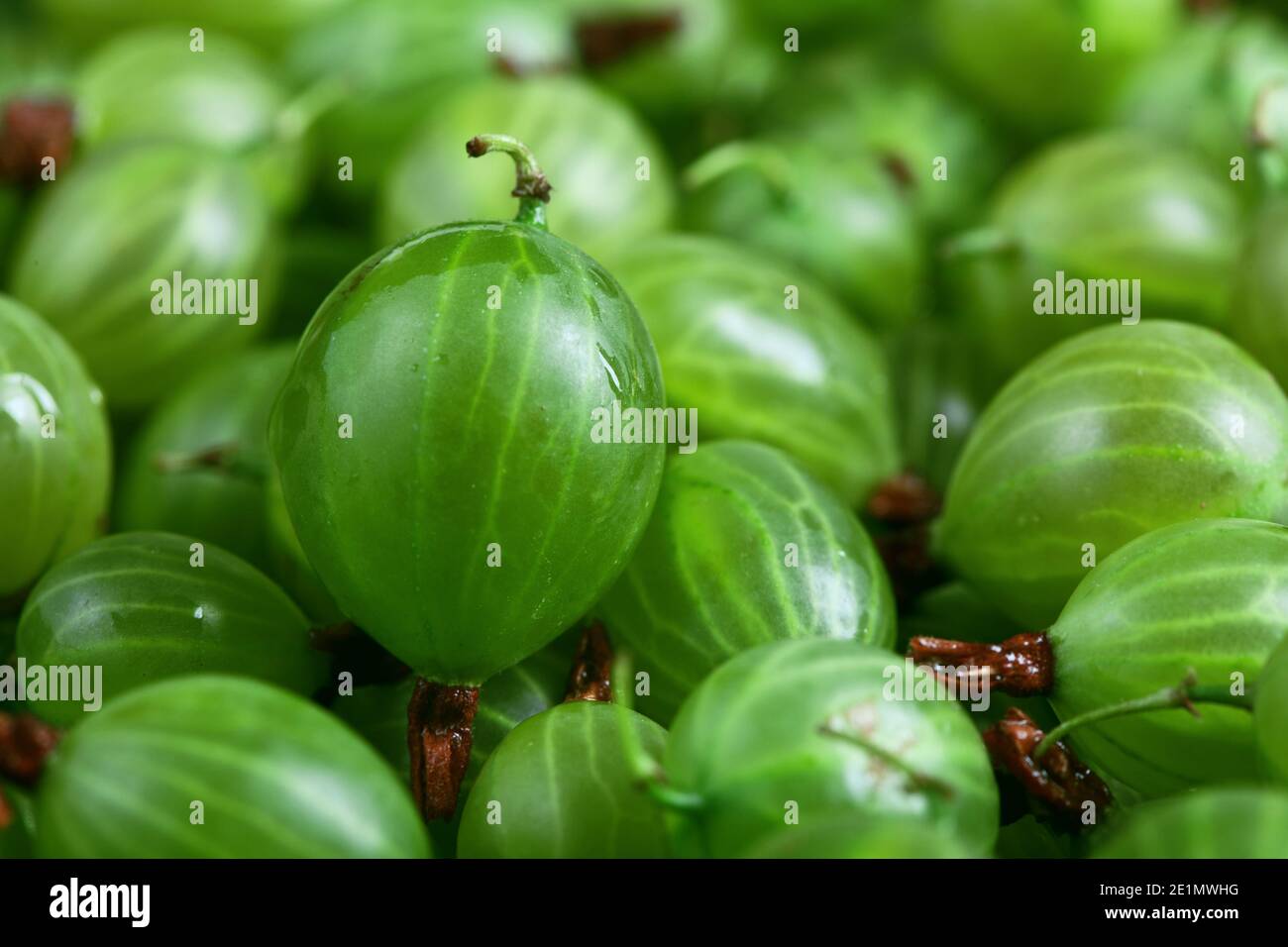 Makrofotografie von frischen grünen Stachelbeeren, Hintergrund mit vielen Beeren gefüllt, Food-Fotografie Stockfoto