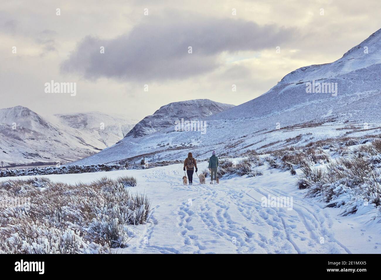 Wanderhunde im Schnee in der Nähe von Loweswater, dem Lake District Stockfoto