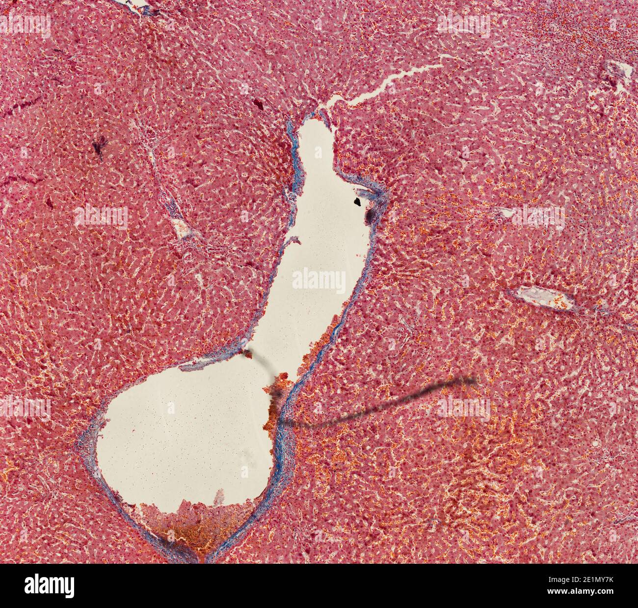 Querschnitt Schnitt von menschlichen Körperzellen unter einem wissenschaftlichen Mikroskop Stockfoto
