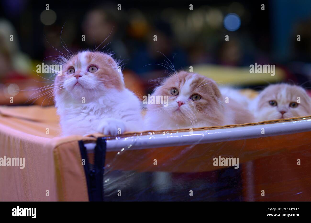 Drei süße schottische Falte Kätzchen sitzen auf einem Käfig, Katze zeigen Stockfoto