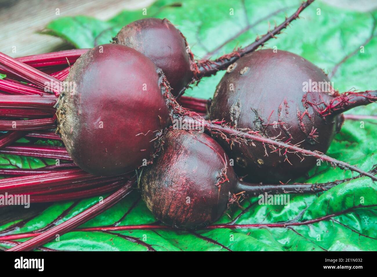Rote Bete Knollen mit grünen Blättern auf Holztisch. Zubereitung von frischem Salat. Frisches Gemüse für vegetarische Küche. Rüben auf dem Straßenmarkt. Stockfoto