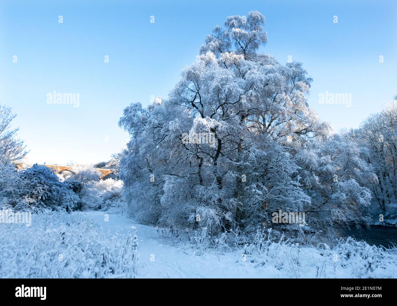 Wetter, 8. Januar 2021. Ein Baum bedeckt mit Frost und Schnee im Almondell Country Park, West Lothian, Schottland, Großbritannien. . Quelle: Ian Rutherford/Alamy Live News. Stockfoto