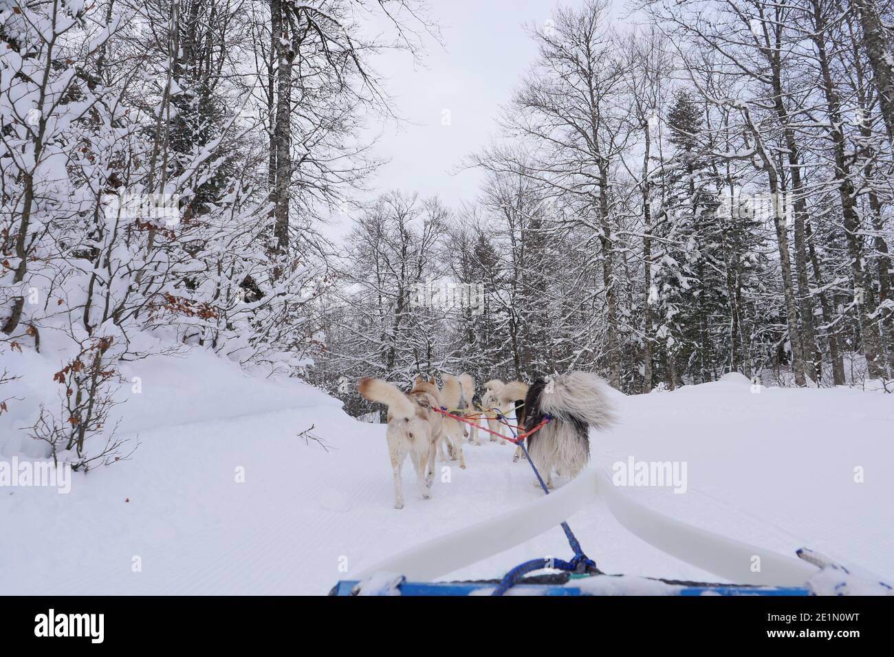 Rodeln mit Husky Dogs in einem Winterwald Stockfoto