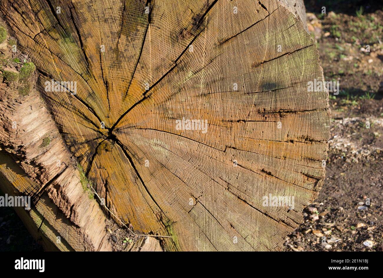 Abgetrennter Baumstamm mit blassorangefarbenem Detail von Rissen Holz Stockfoto