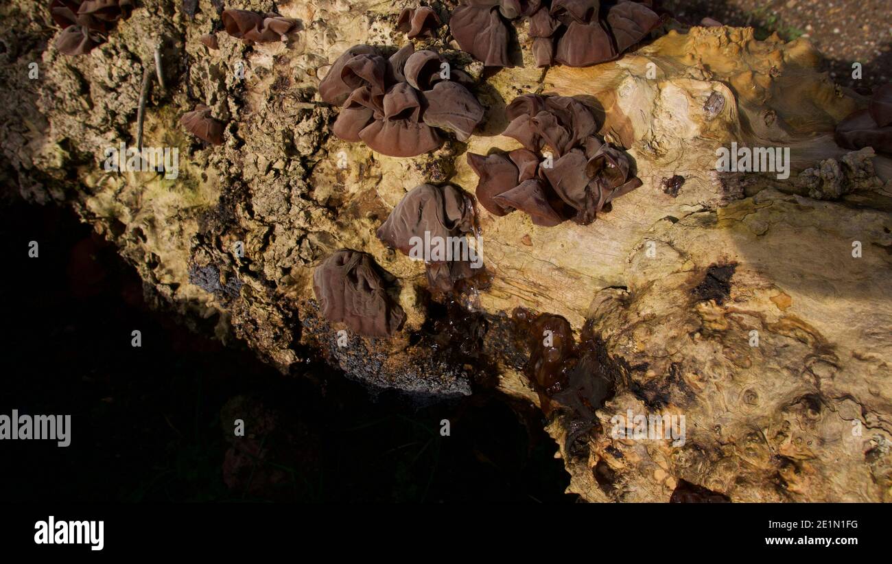 Brauner Baumpilz, auch auricularia oder auricula-judae genannt, bei der Verrottung Kofferraum Stockfoto