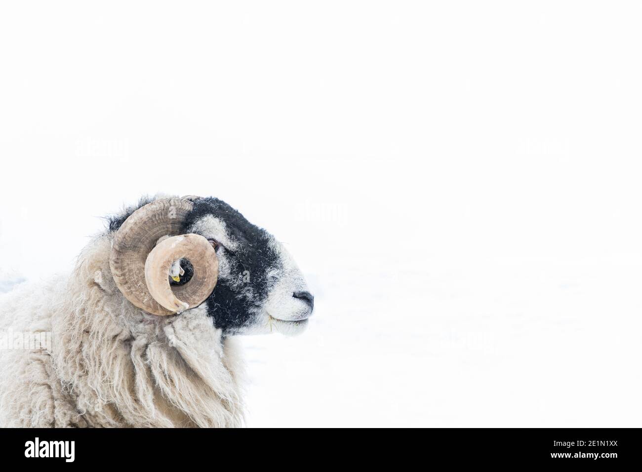 Swaledale Widderkopf vor dem Hintergrund des schneebedeckten Feldes Stockfoto