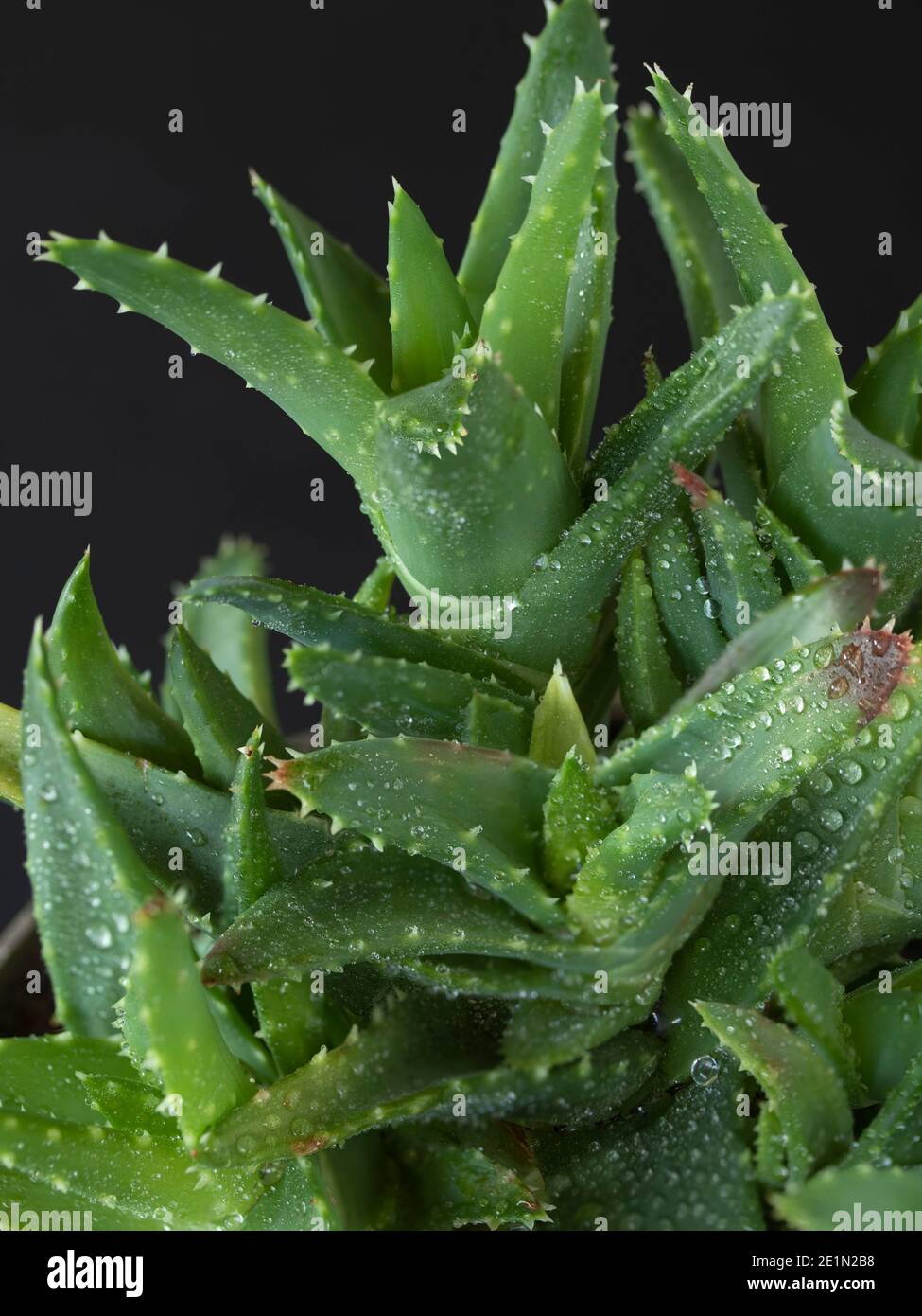 Nahaufnahme Aloe Vera Pflanze zeigt Muster und Textur Stockfoto