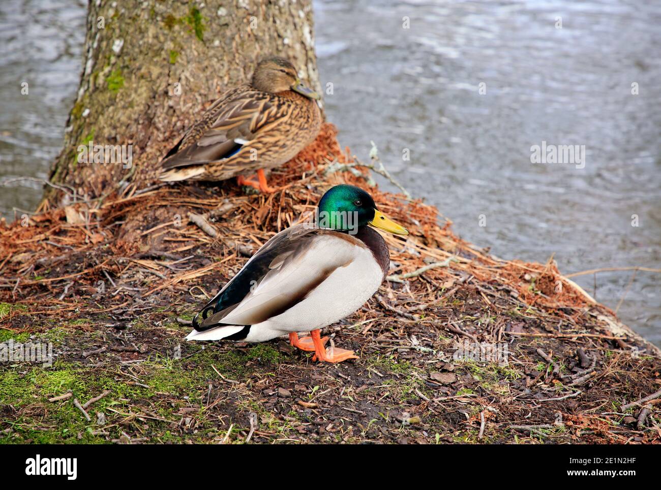 Weiblicher und männlicher Mallard, Anas platyrhynchos, am Flussufer an einem Tag des frühen Frühlings in Finnland. Flacher freiheitsgrad Stockfoto