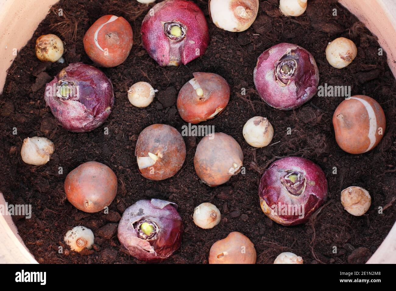 Frühlingszwiebeln im Topf im Herbst. Draufsicht auf Hyazinthe, Tulpe und Traubenhyazinthen in einem Behälter vor dem Bedecken mit Erde. VEREINIGTES KÖNIGREICH Stockfoto