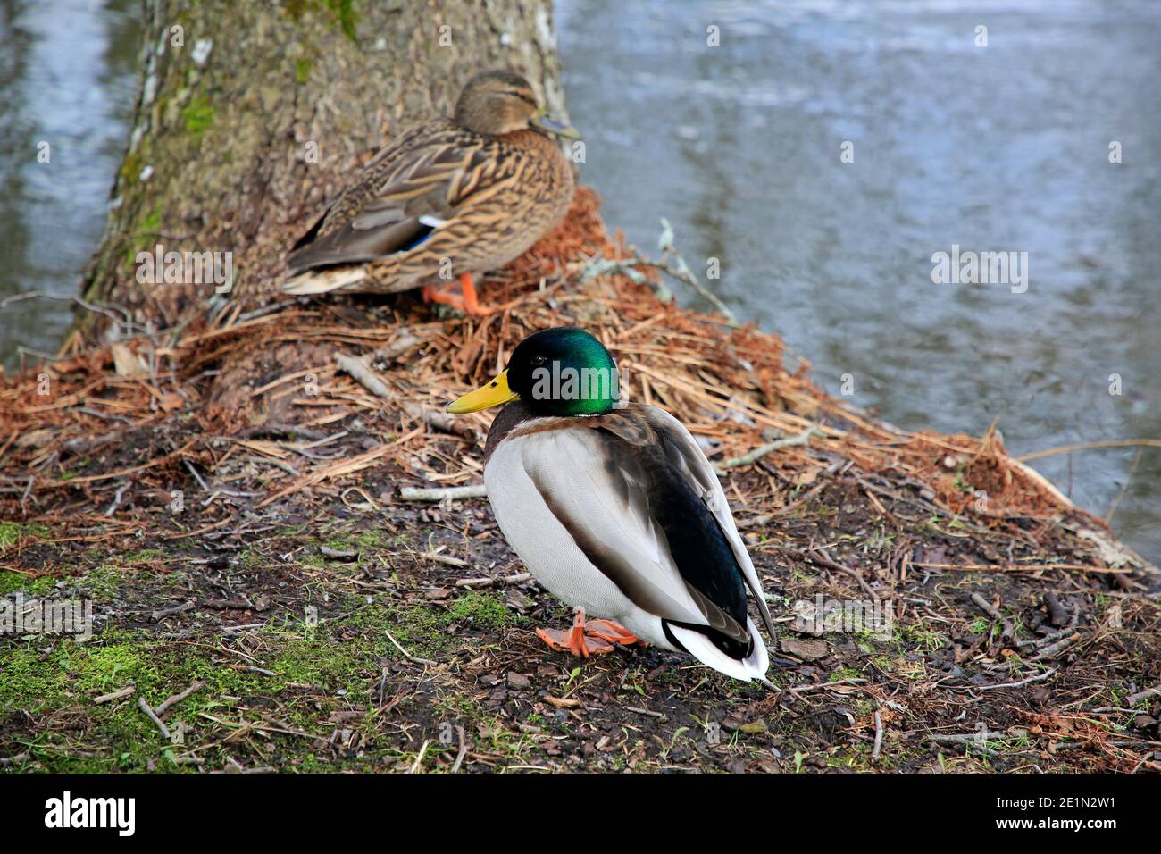 Weiblicher und männlicher Mallard, Anas platyrhynchos, am Flussufer an einem Tag des frühen Frühlings in Finnland. Flacher freiheitsgrad Stockfoto