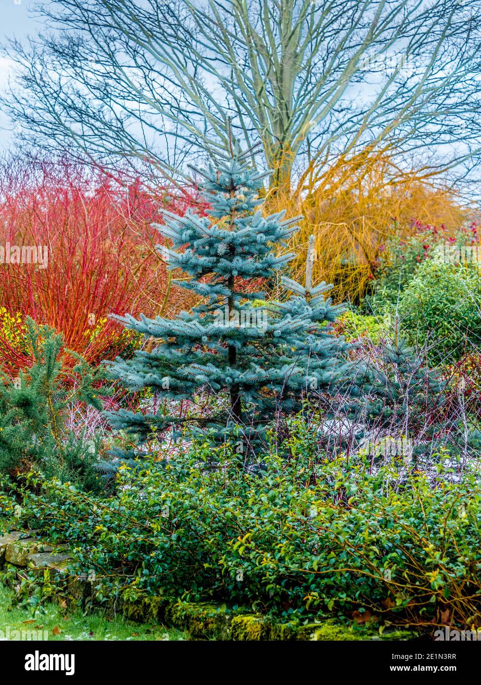 Blaugrünes Laub einer Tanne mit bunten Stielen von Cornas Alba und Salix Alba im Hintergrund. Bereitstellung von Wintergartenfarbe. Stockfoto