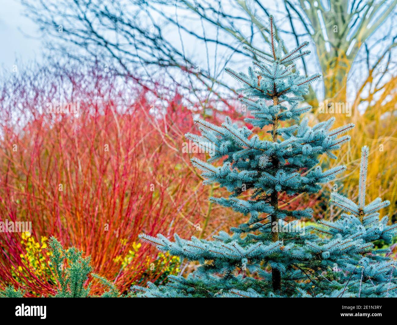 Blaugrünes Laub einer Tanne mit bunten Stielen von Cornas Alba und Salix Alba im Hintergrund. Bereitstellung von Wintergartenfarbe. Stockfoto