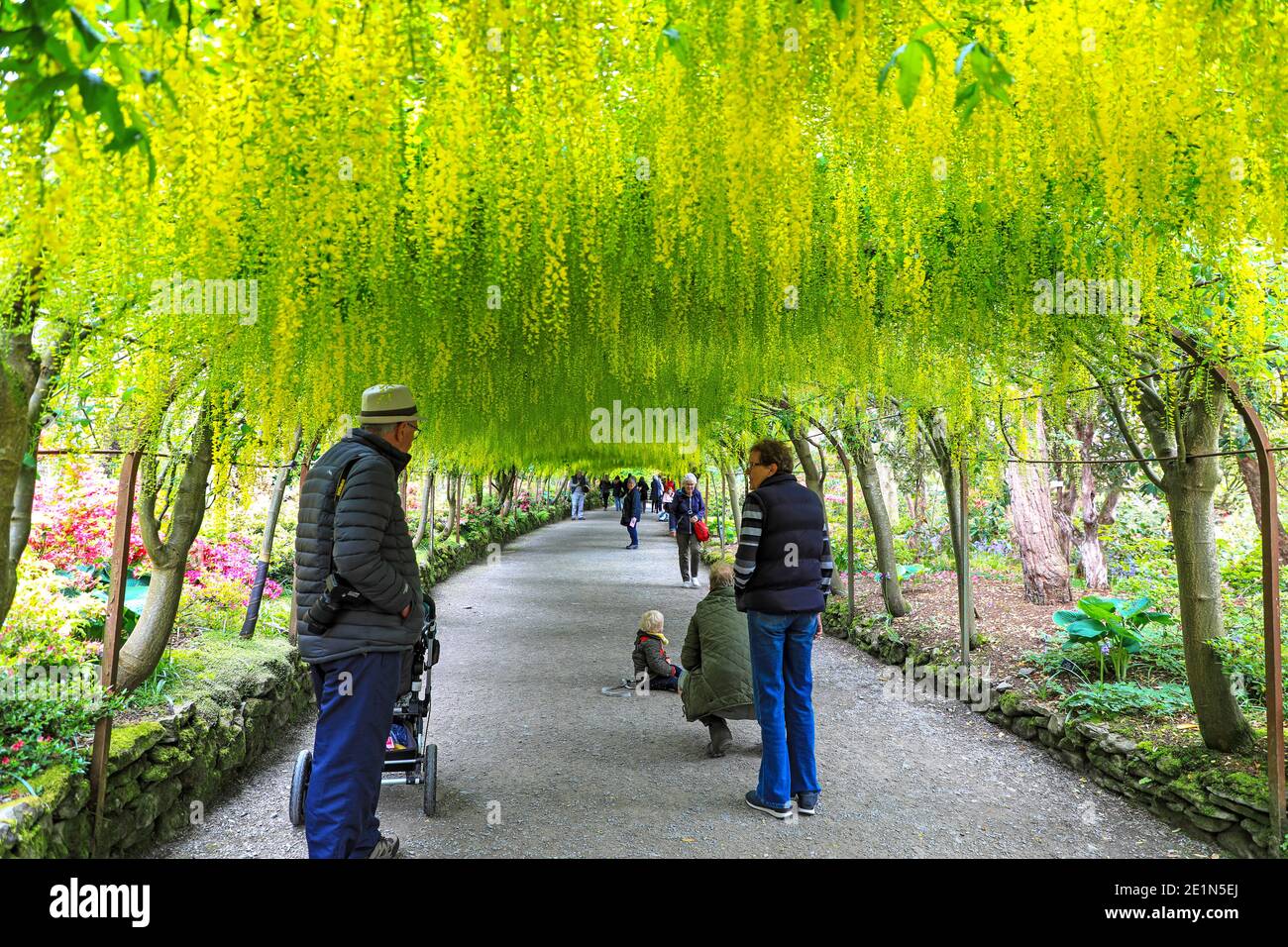Eine Familie im berühmten Laburnum Arch, (Laburnum anagyroides), im Frühling (Mai), Bodnant Gardens, Tal-y-Cafn, Conwy, Wales, Großbritannien Stockfoto