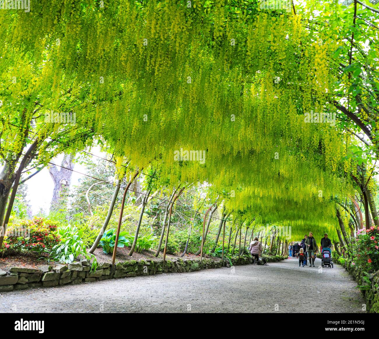 Der berühmte Laburnum Arch, (Laburnum anagyroides), im Frühling (Mai), Bodnant Gardens, Tal-y-Cafn, Conwy, Wales, Großbritannien Stockfoto