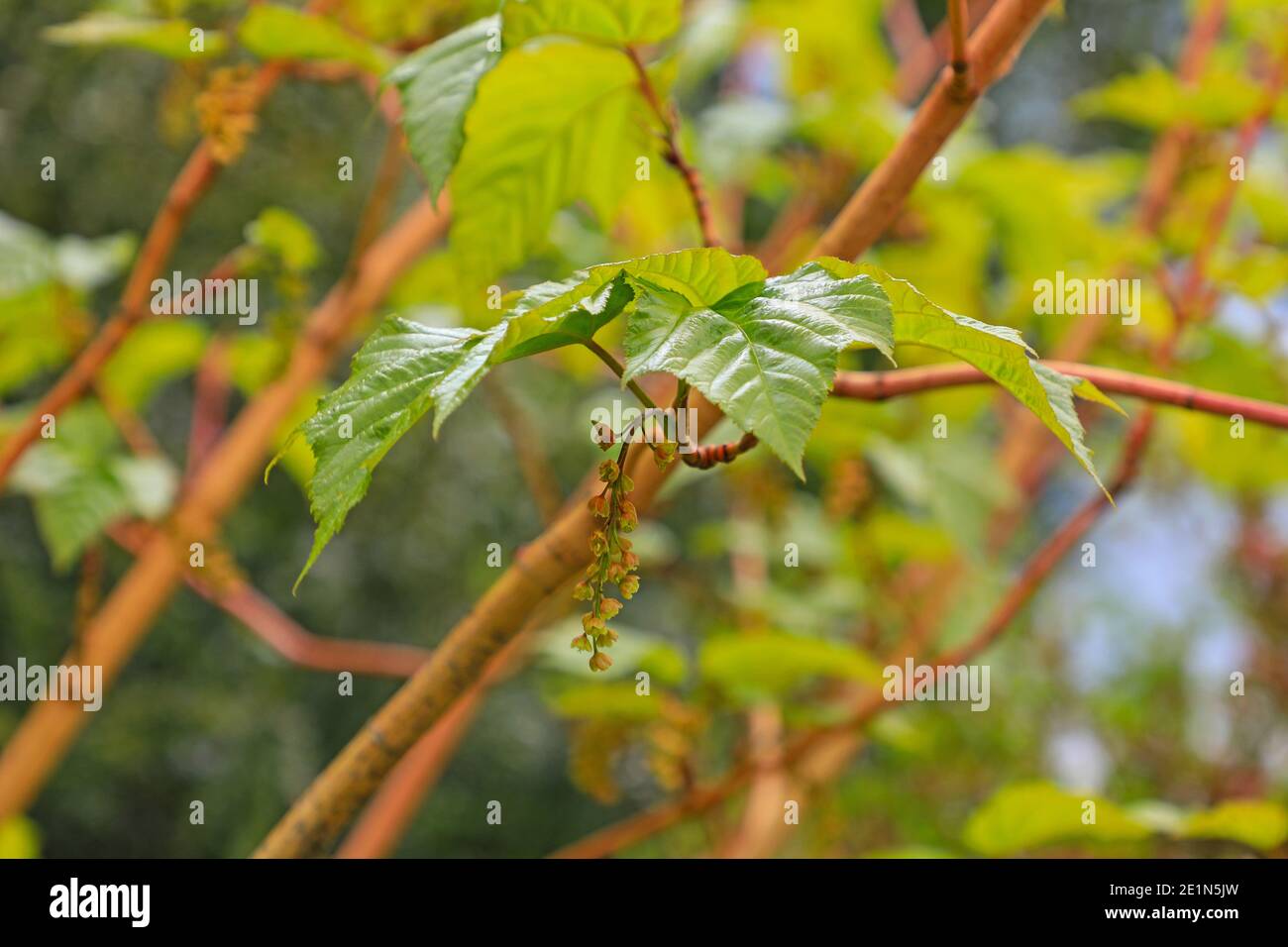 Der Frühling (Mai) Blätter und Blumen von Acer auffällig 'Phoenix', Bodnant Gardens, Tal-y-Cafn, Conwy, Wales, UK Stockfoto