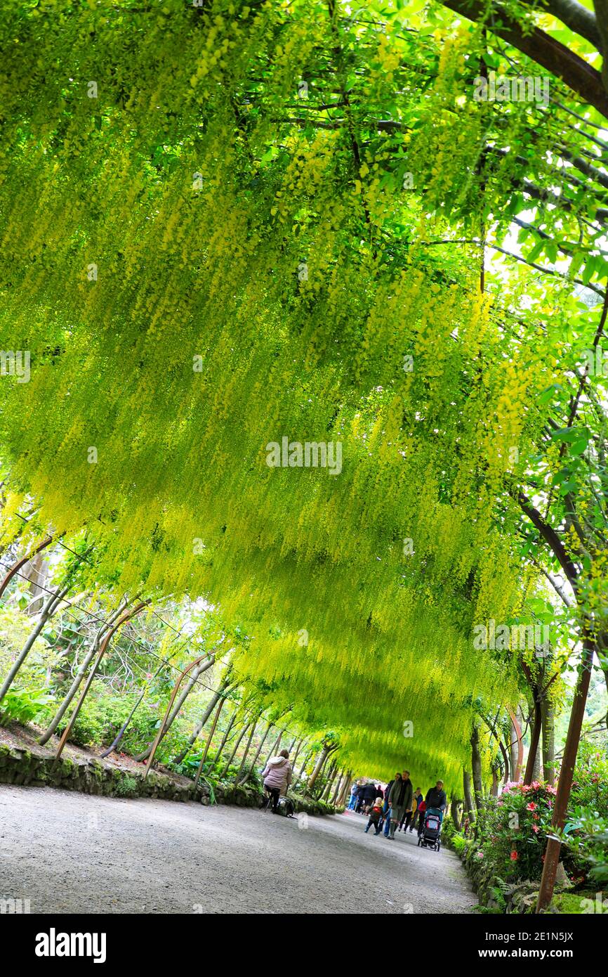 Der berühmte Laburnum Arch, (Laburnum anagyroides), im Frühling (Mai), Bodnant Gardens, Tal-y-Cafn, Conwy, Wales, Großbritannien Stockfoto