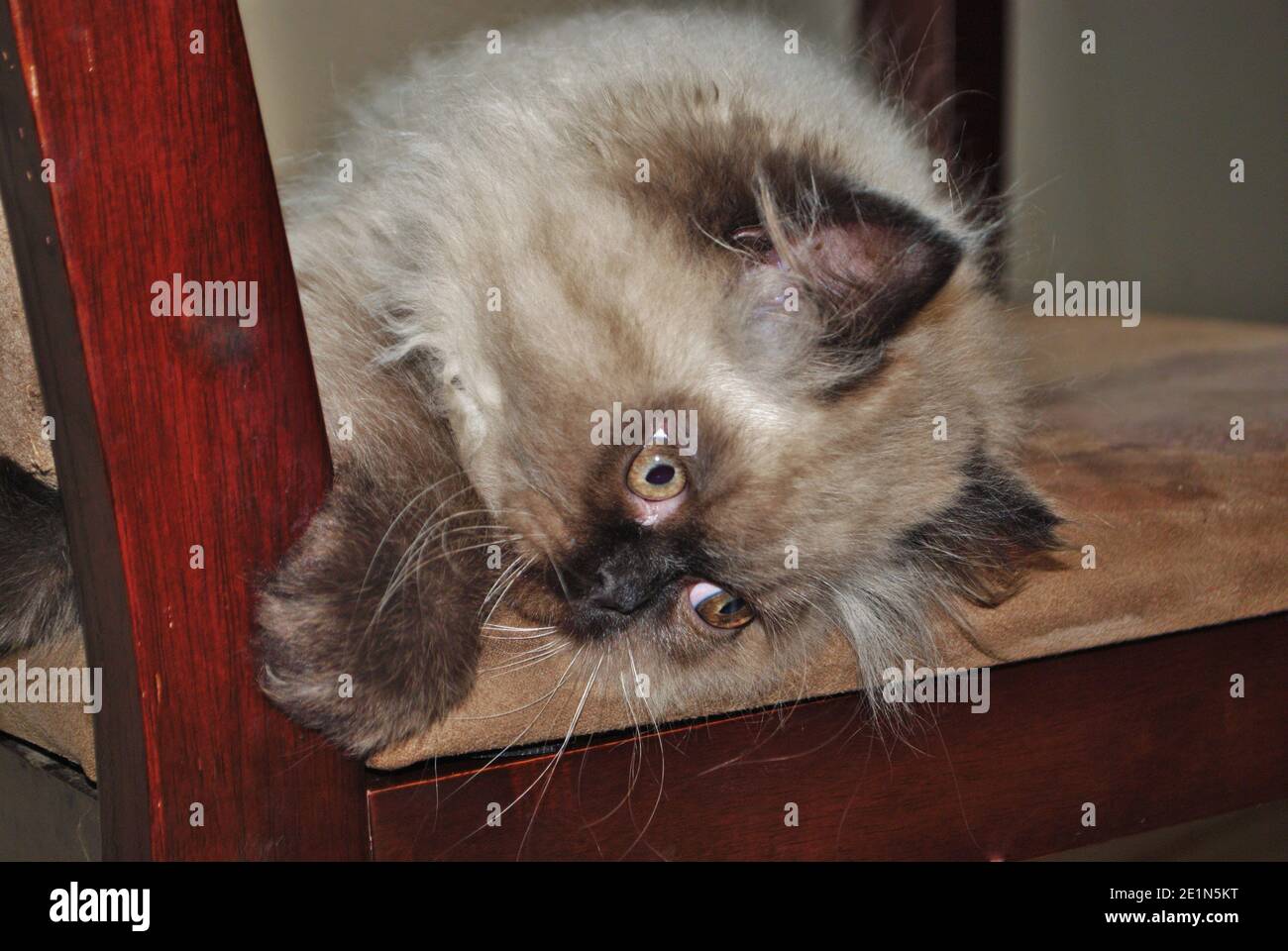 Itty bitty Himalayan Kätzchen spielen auf einem Stuhl Stockfoto