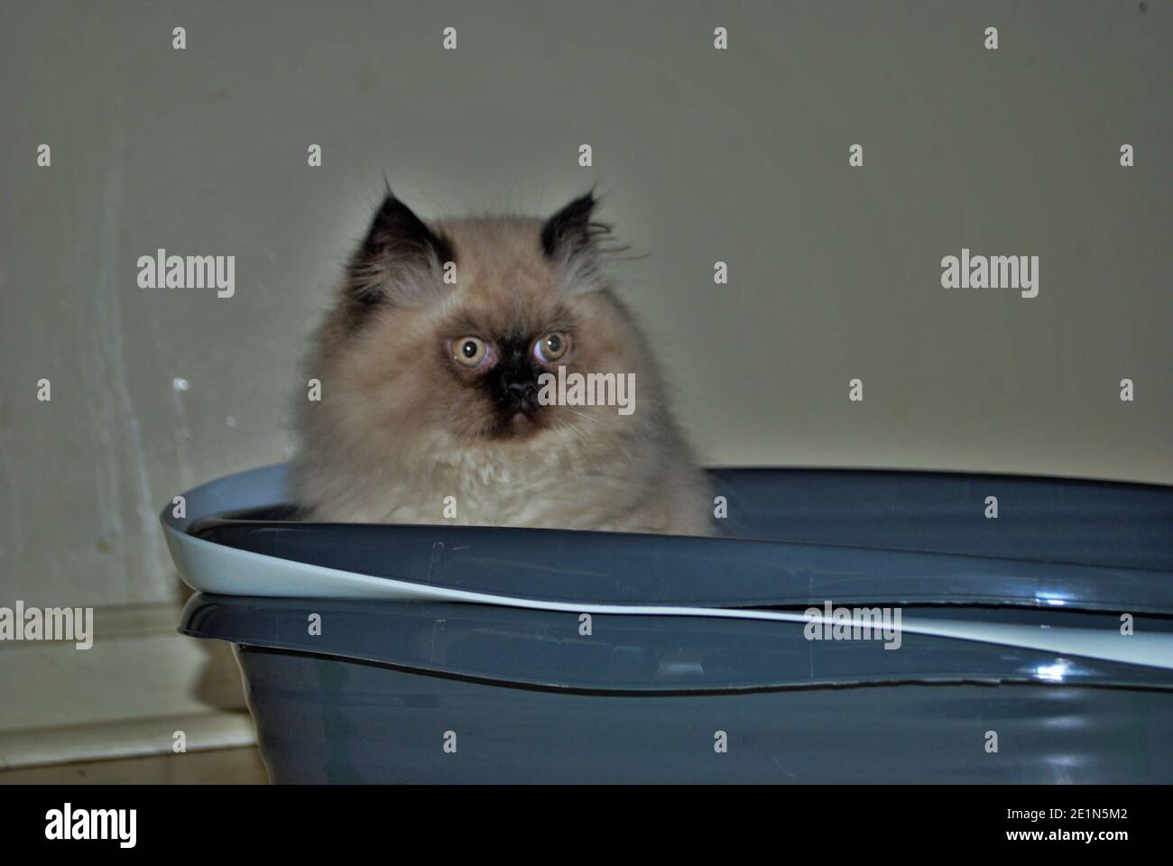 Itty bitty Himalayan Kätzchen Blick wütend in die Ferne während In der Wurfbox Stockfoto
