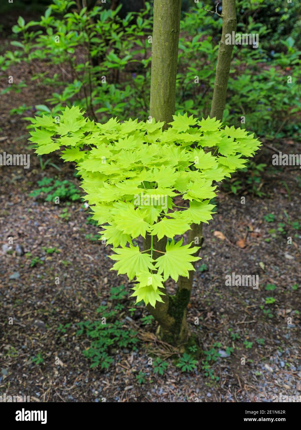 Goldener japanischer Ahorn (Acer Japonicum Aureum), Frühling (Mai), Bodnant Gardens, Tal-y-Cafn, Conwy, Wales, Großbritannien Stockfoto