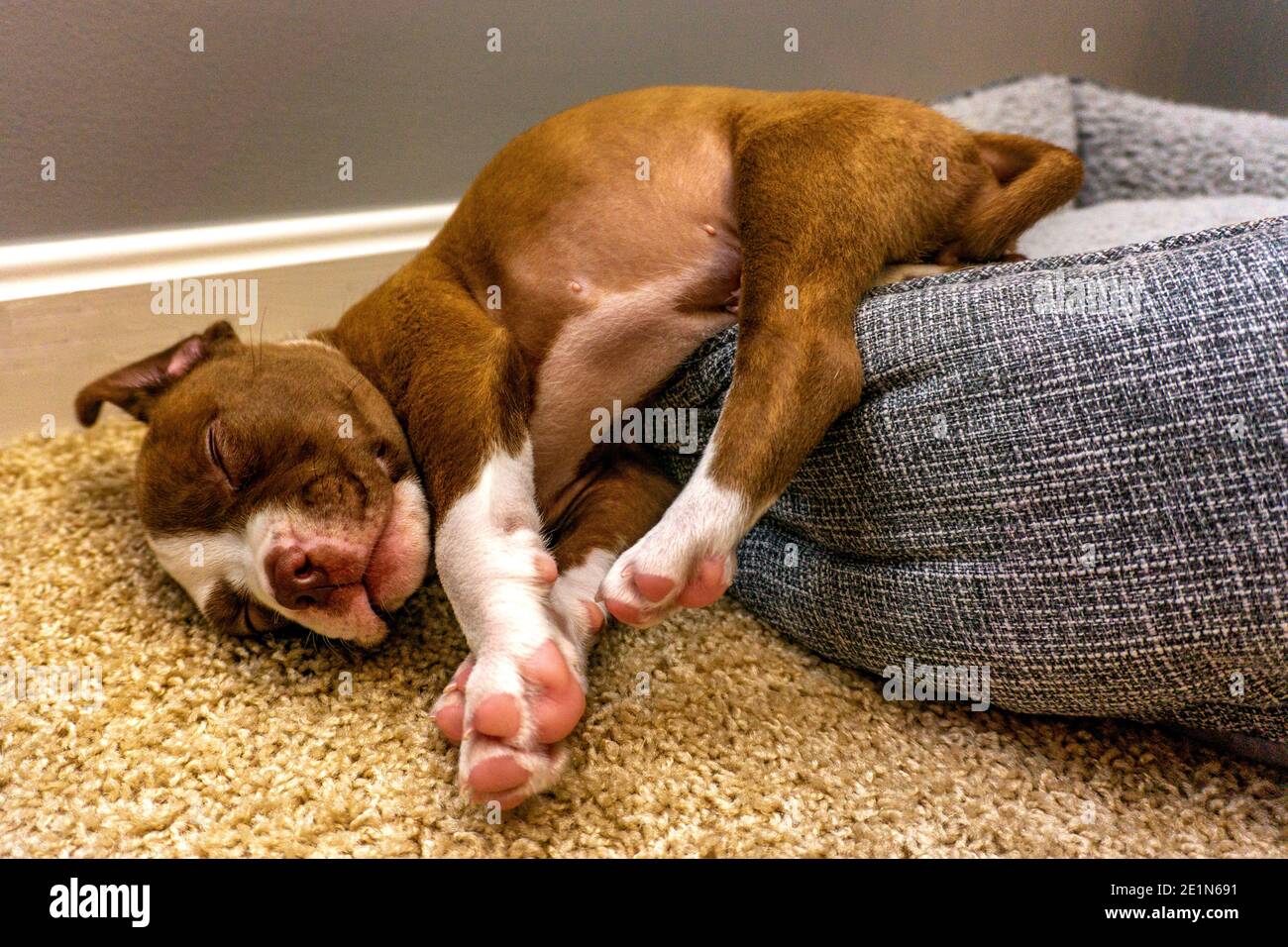Cute american Bulldog Welpe fand eine komfortable Position, um ein Nickerchen zu nehmen. Stockfoto